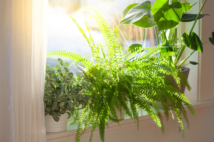 Boston ferns in a window